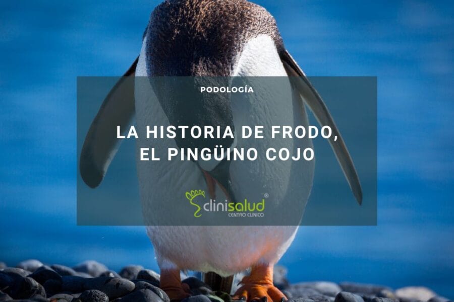 frodo pingüino cojo