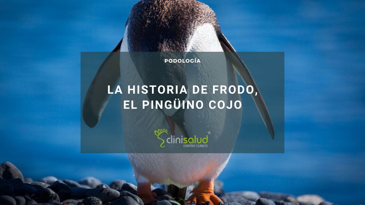 frodo pingüino cojo