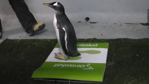 Frodo estudio de la pisada para pingüino cojo